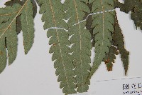 日本狗脊蕨藏品圖，第3張