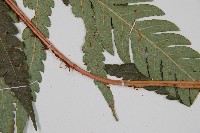 日本狗脊蕨藏品圖，第4張