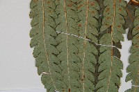 日本狗脊蕨藏品圖，第5張