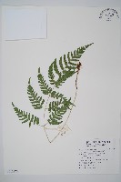 臺東鱗毛蕨藏品圖，第1張