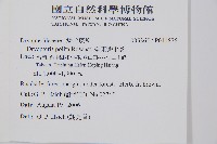 臺東鱗毛蕨藏品圖，第2張
