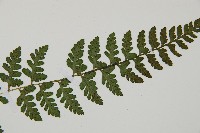 宿蹄蓋蕨藏品圖，第3張