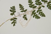 宿蹄蓋蕨藏品圖，第4張