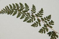 宿蹄蓋蕨藏品圖，第5張