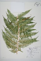 生芽狗脊蕨、頂芽狗脊蕨藏品圖，第1張