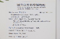 生芽狗脊蕨、頂芽狗脊蕨藏品圖，第2張