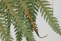 生芽狗脊蕨、頂芽狗脊蕨藏品圖，第3張