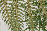 生芽狗脊蕨、頂芽狗脊蕨藏品圖，第4張