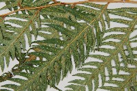 生芽狗脊蕨、頂芽狗脊蕨藏品圖，第5張