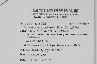 深山粉背蕨藏品圖，第2張