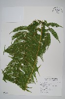 蓬萊鳳尾蕨藏品圖，第1張