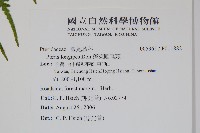 蓬萊鳳尾蕨藏品圖，第2張