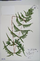 半邊羽裂鳳尾蕨藏品圖，第1張