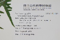 半邊羽裂鳳尾蕨藏品圖，第2張