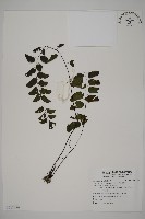 半月形鐵線蕨藏品圖，第1張