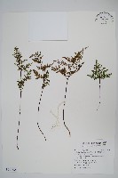 薄葉碎米蕨藏品圖，第1張