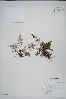 臺灣粉背蕨藏品圖，第1張