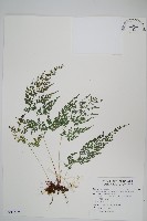 日本金粉蕨藏品圖，第1張