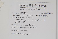 日本金粉蕨藏品圖，第2張