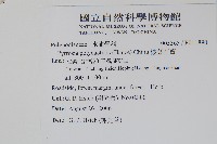 槭葉石葦藏品圖，第2張