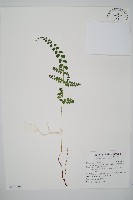 圓葉陵齒蕨藏品圖，第1張