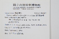 圓葉陵齒蕨藏品圖，第2張