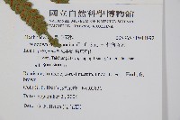 日本狗脊蕨藏品圖，第2張