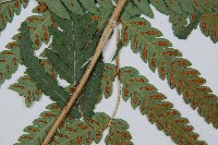 日本狗脊蕨藏品圖，第3張