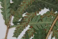 日本狗脊蕨藏品圖，第4張