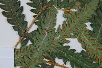 日本狗脊蕨藏品圖，第5張