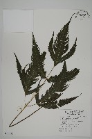 三叉蕨藏品圖，第1張