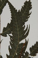 三叉蕨藏品圖，第3張