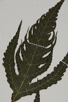 三叉蕨藏品圖，第4張