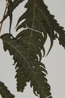 三叉蕨藏品圖，第5張