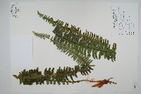 腎蕨藏品圖，第1張