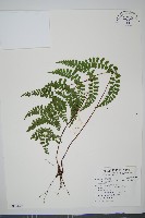 三角葉陵齒蕨藏品圖，第1張