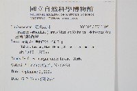 三角葉陵齒蕨藏品圖，第2張