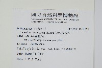 海金沙藏品圖，第2張