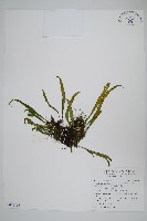 擬芨瓦葦藏品圖，第1張