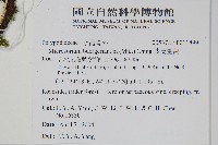 波氏星蕨藏品圖，第2張