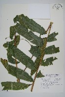 大羽葉新月蕨藏品圖，第1張