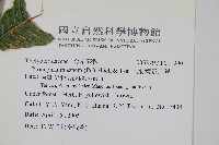 大羽葉新月蕨藏品圖，第2張