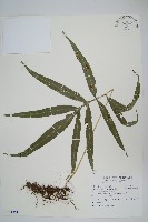 大線蕨藏品圖，第1張