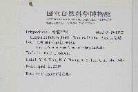 大線蕨藏品圖，第2張