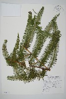 裡白藏品圖，第1張