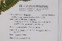 密毛毛蕨藏品圖，第2張
