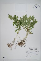 生根卷柏藏品圖，第1張