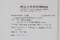 生根卷柏藏品圖，第2張