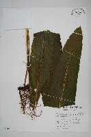 膜葉星蕨藏品圖，第1張