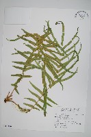 鱗蓋鳳尾蕨藏品圖，第1張